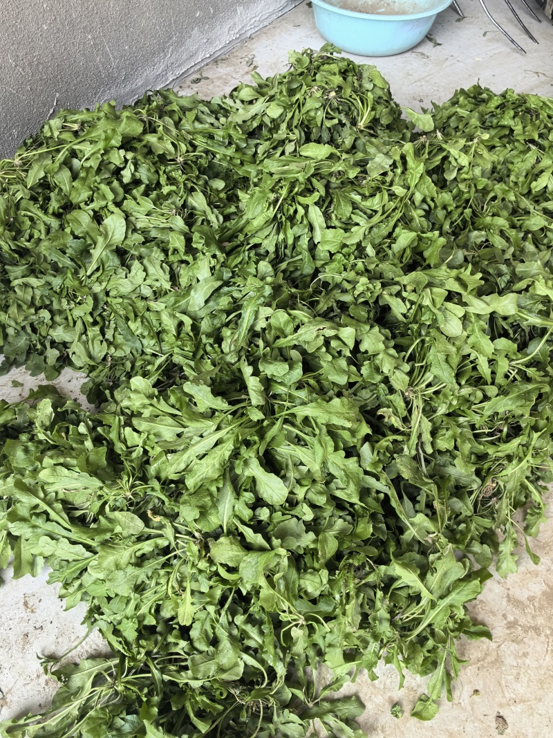 市场精品荠菜