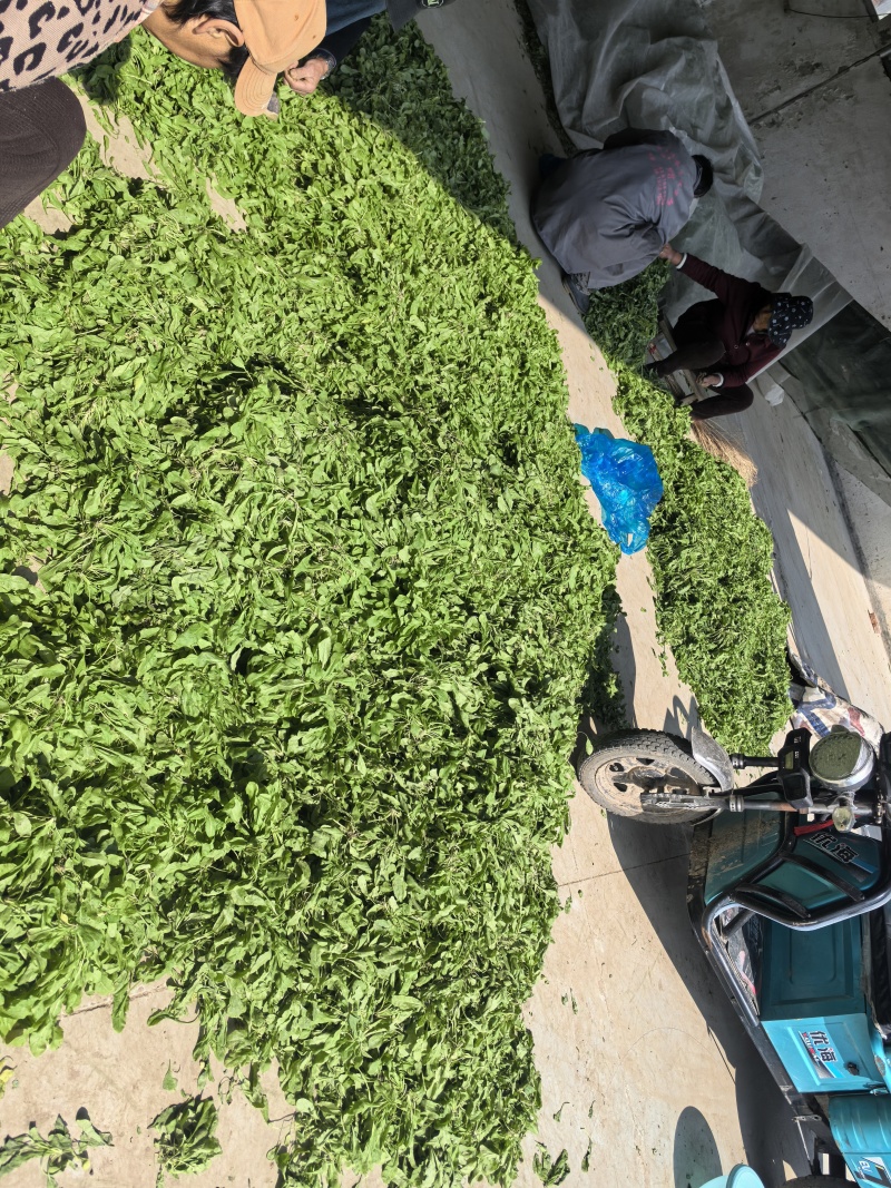 市场精品荠菜