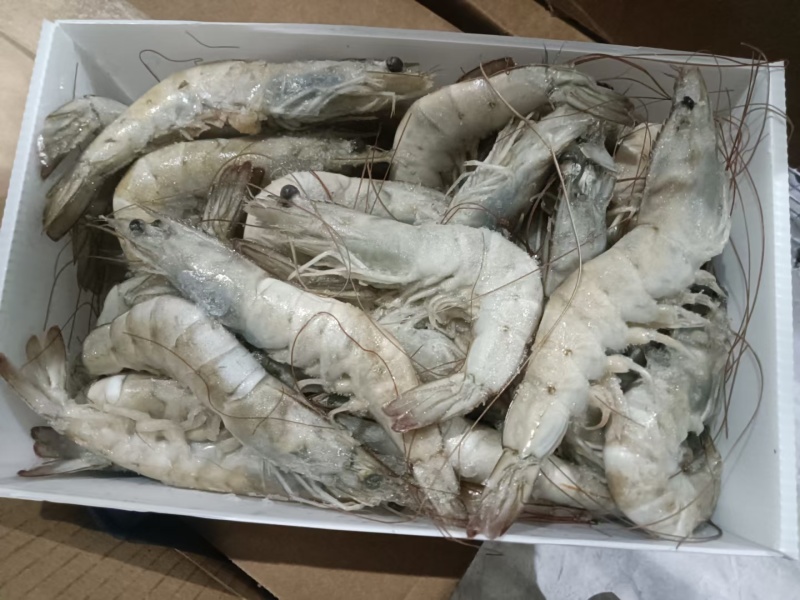 尔瓜多厄白虾