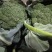 仙桃精品西兰花大量上市色泽绿，球形好，欢迎随时联系