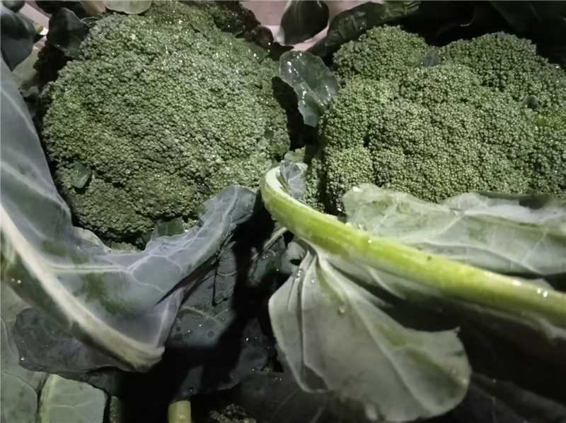 仙桃精品西兰花大量上市色泽绿，球形好，欢迎随时联系