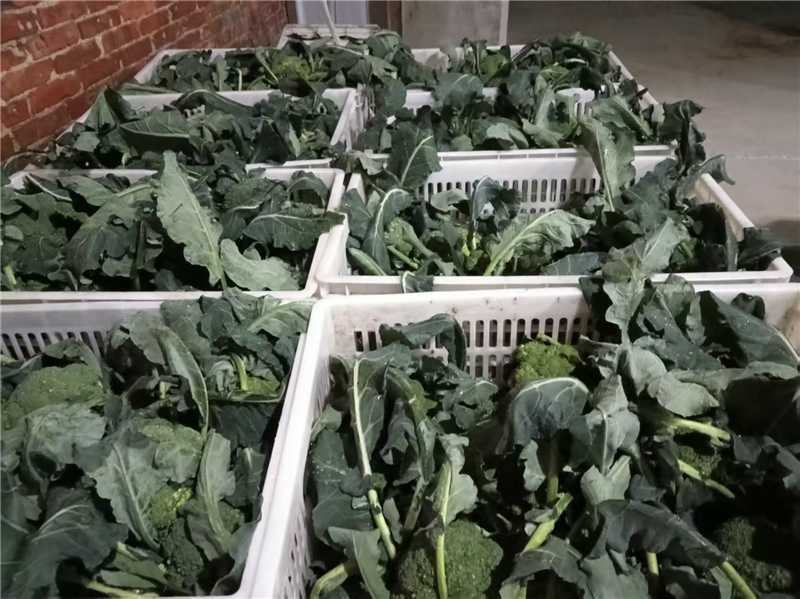 仙桃精品西兰花大量上市色泽绿，球形好，欢迎随时联系