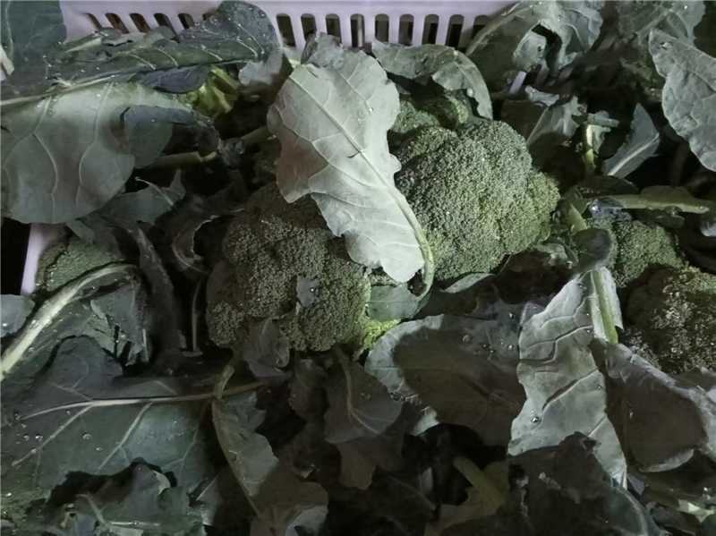 仙桃精品西兰花大量上市色泽绿，球形好，欢迎随时联系