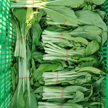 原生态家庭农场种植白菜苔