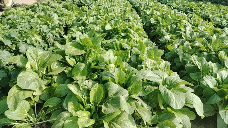 原生态家庭农场种植白菜苔