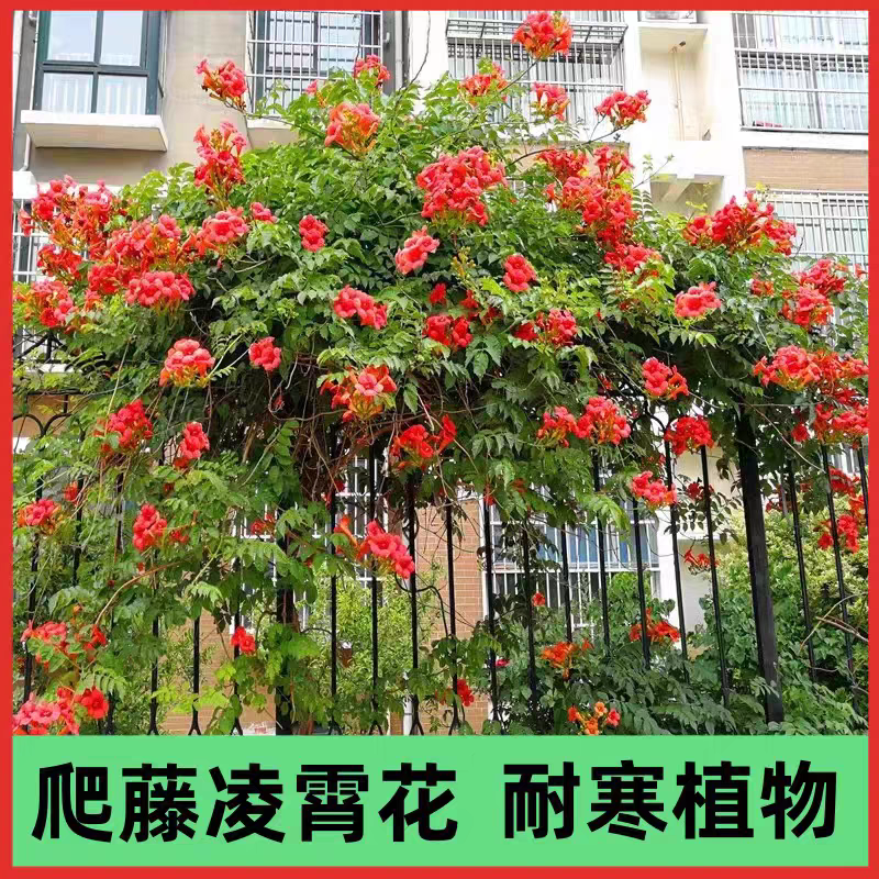 凌霄花苗凌霄大花爬藤植物耐寒盆栽爬藤庭院攀爬