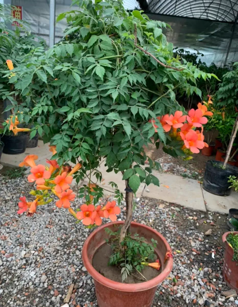 凌霄花苗凌霄大花爬藤植物耐寒盆栽爬藤庭院攀爬
