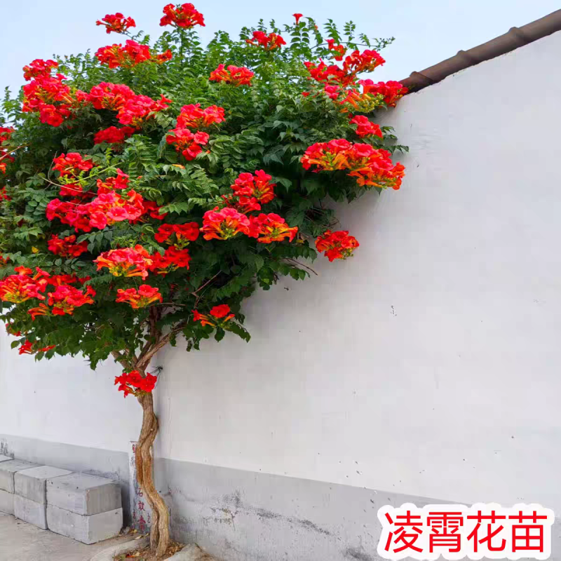 凌霄花苗凌霄大花爬藤植物耐寒盆栽爬藤庭院攀爬