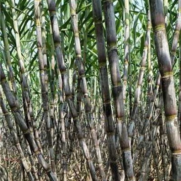 湖北仙桃青皮白玉甘蔗产地一手货源量大价优欢迎随时电话洽谈