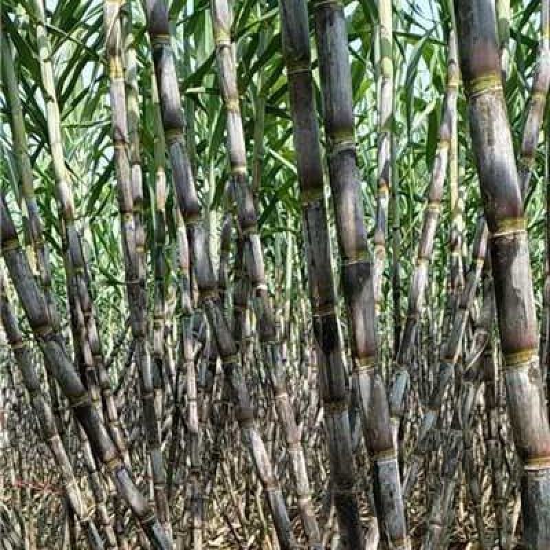 湖北仙桃青皮白玉甘蔗产地一手货源量大价优欢迎随时电话洽谈