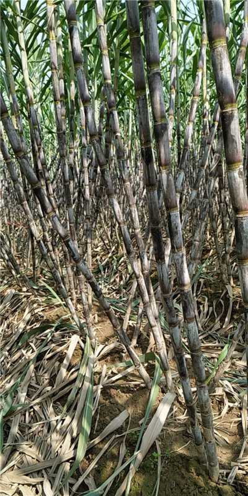 湖北仙桃青皮白玉甘蔗产地一手货源量大价优欢迎随时电话洽谈