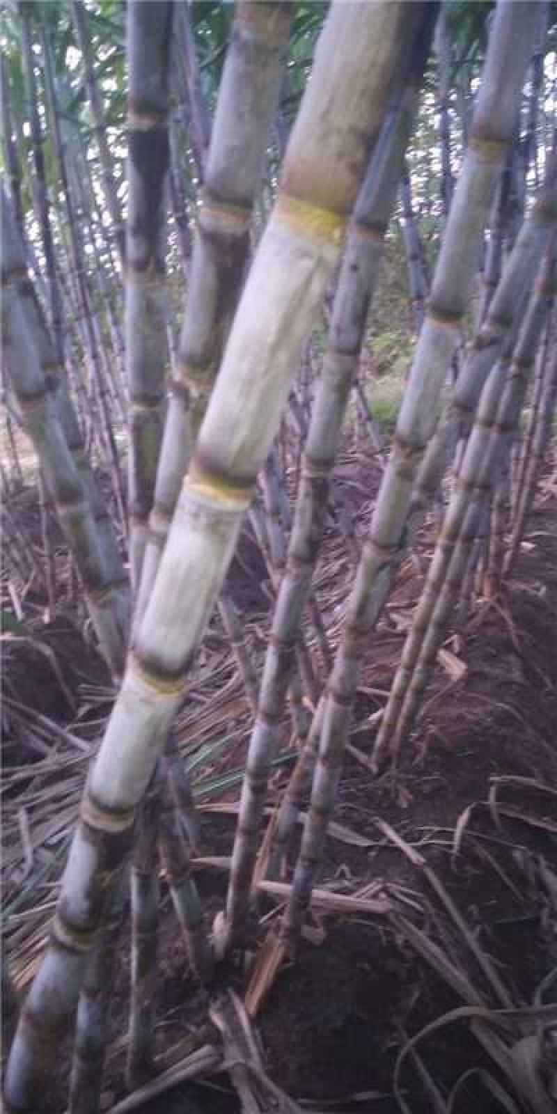 湖北仙桃青皮白玉甘蔗产地一手货源量大价优欢迎随时电话洽谈