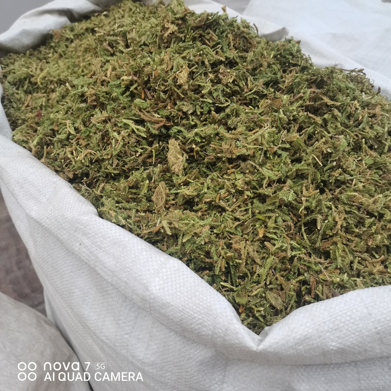 中药材伸筋草新货规格齐全常年大货供应质量保证的