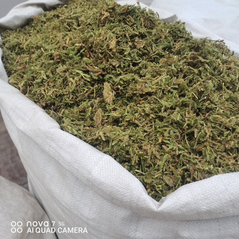 中药材伸筋草新货规格齐全常年大货供应质量保证的