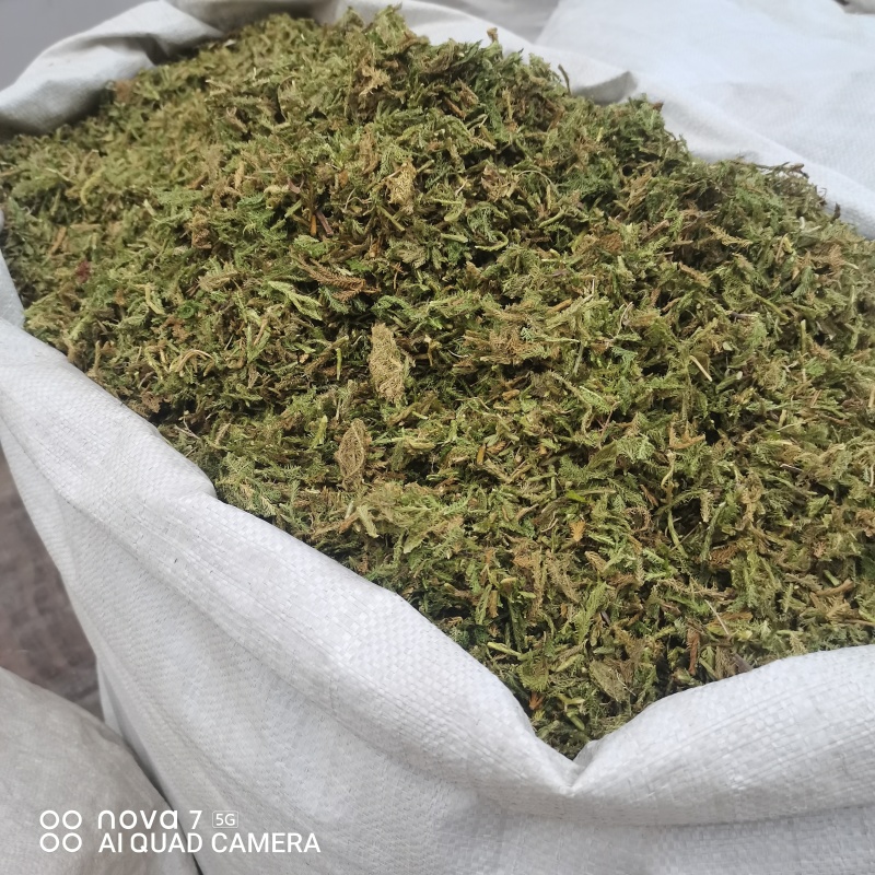 中药材伸筋草新货规格齐全常年大货供应质量保证的