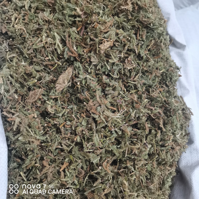 中药材伸筋草新货规格齐全常年大货供应质量保证的