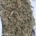 中药材伸筋草新货规格齐全常年大货供应质量保证的