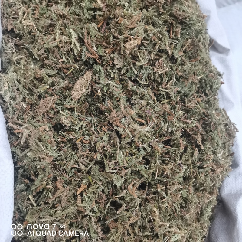 中药材伸筋草新货规格齐全常年大货供应质量保证的