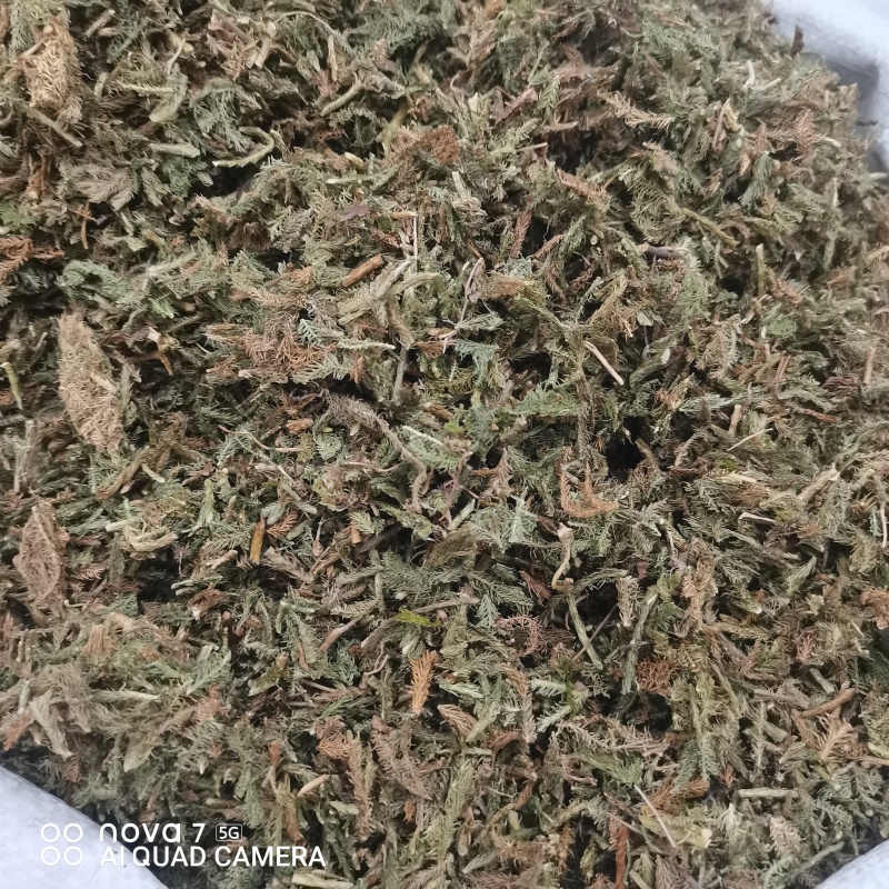 中药材伸筋草新货规格齐全常年大货供应质量保证的