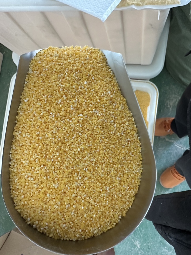 甘肃厂家直发可定制黄糯玉米糁黄糯玉米碴粘玉米渣熬粥香糯
