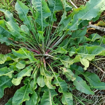 野生土大黄现采售卖