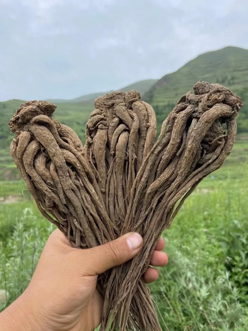 正宗岷县全条当归无熏硫，原产地发货量大从优