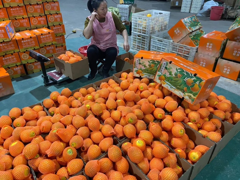 脐橙（一件代发）供应电商团购商超