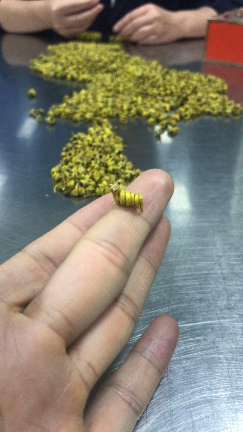 霍山米斛林下仿野生种植石斛林下种植米斛药材