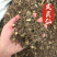 威灵仙野生威灵仙无硫***中药材批发一手货源