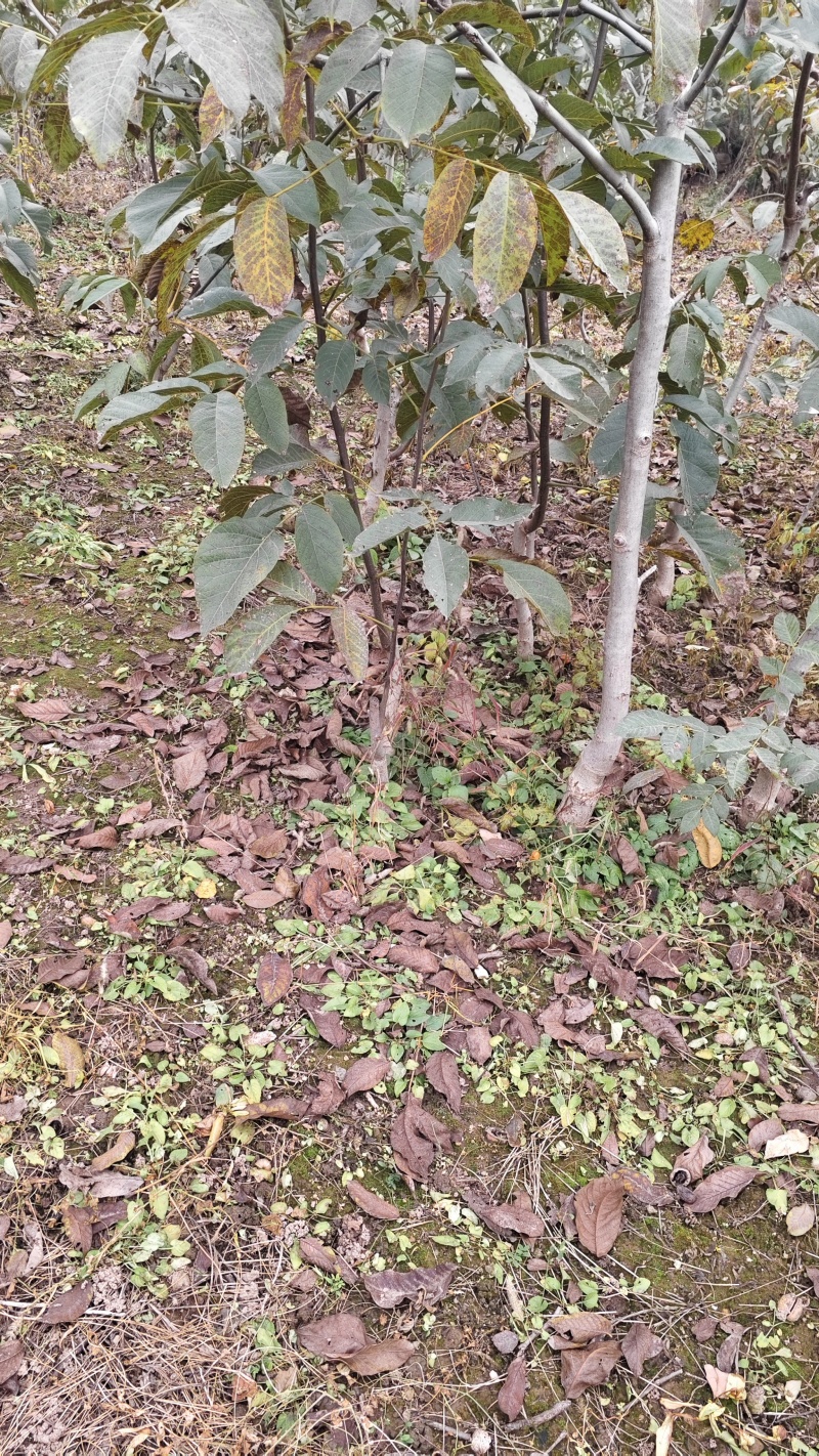 加州红仁核桃苗第3代，地径4公分左右到6公分，产地货源