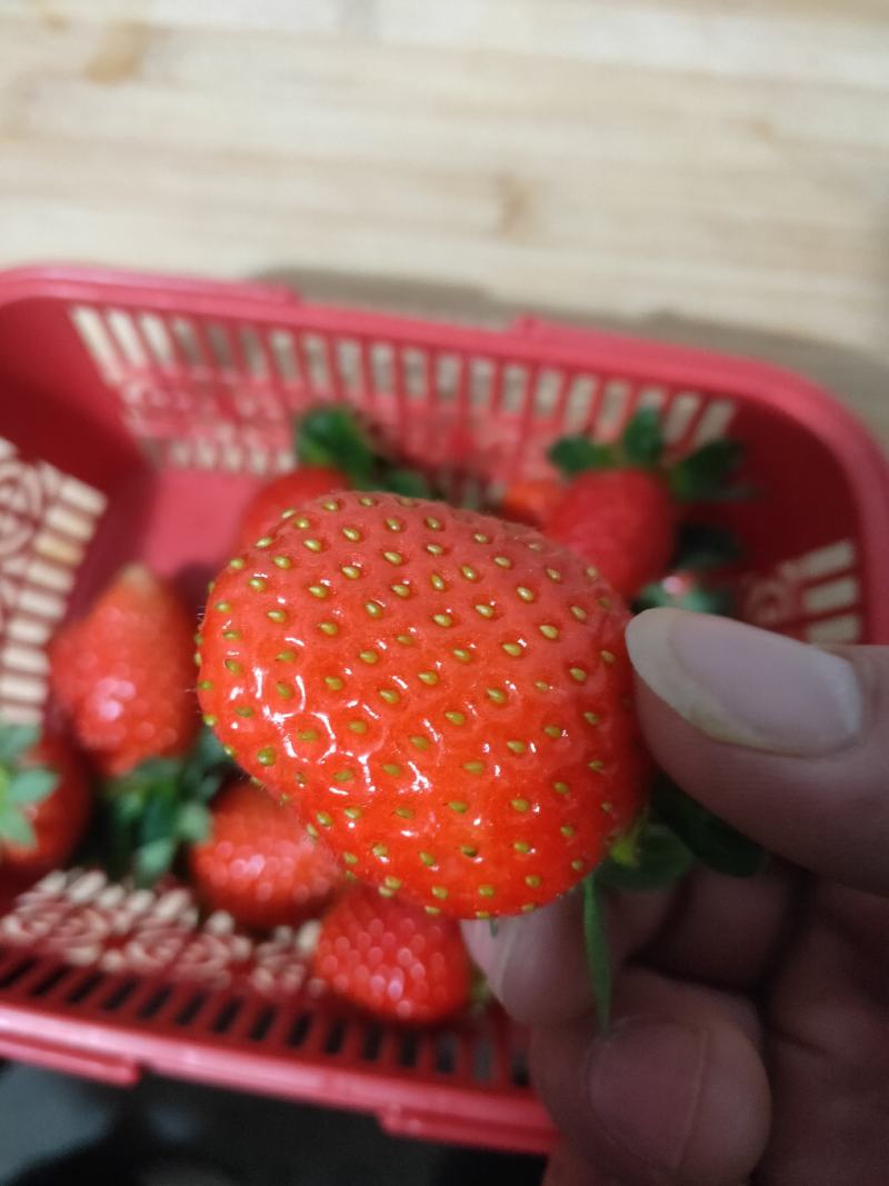宁玉草莓，奶油草莓，产地发货，对接商超，电商，市场档口。