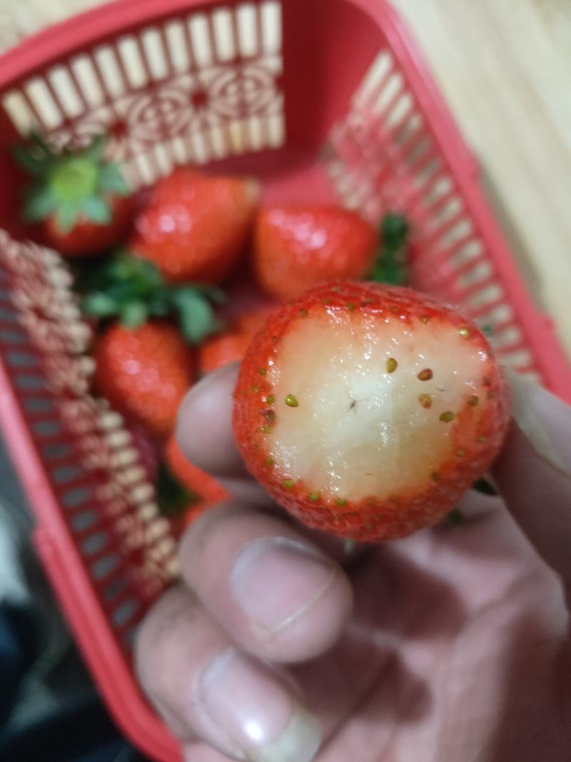 宁玉草莓，奶油草莓，产地发货，对接商超，电商，市场档口。