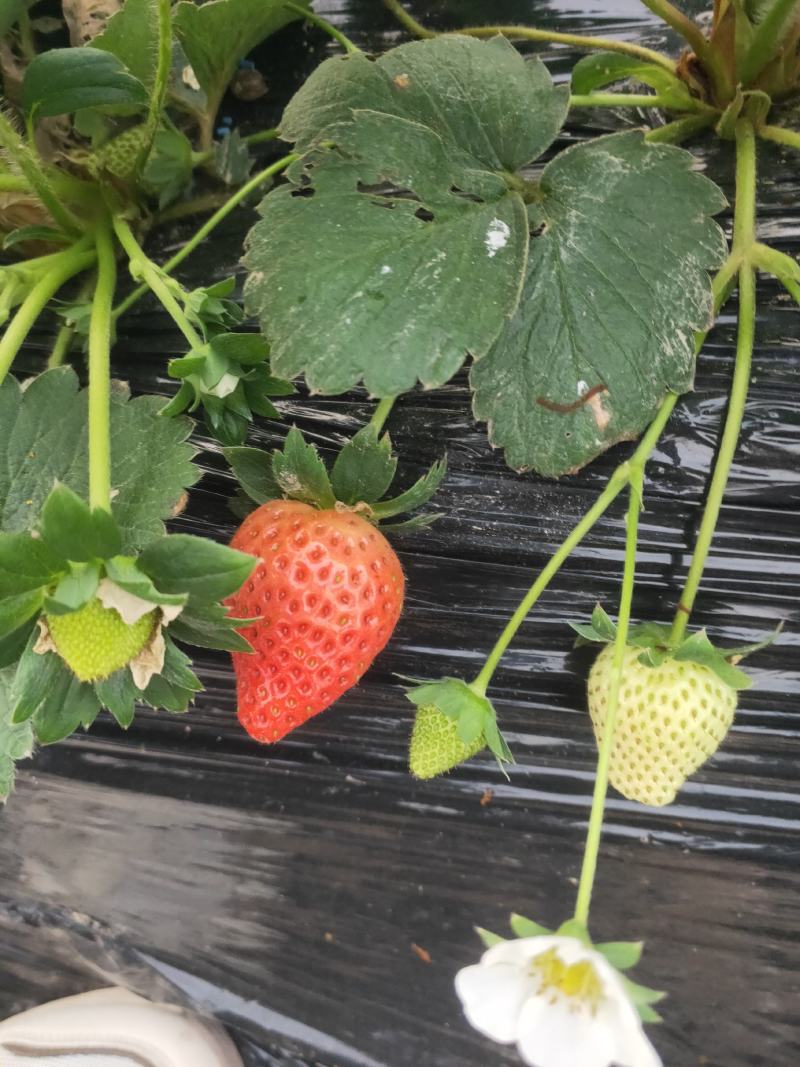 宁玉草莓，奶油草莓，产地发货，对接商超，电商，市场档口。
