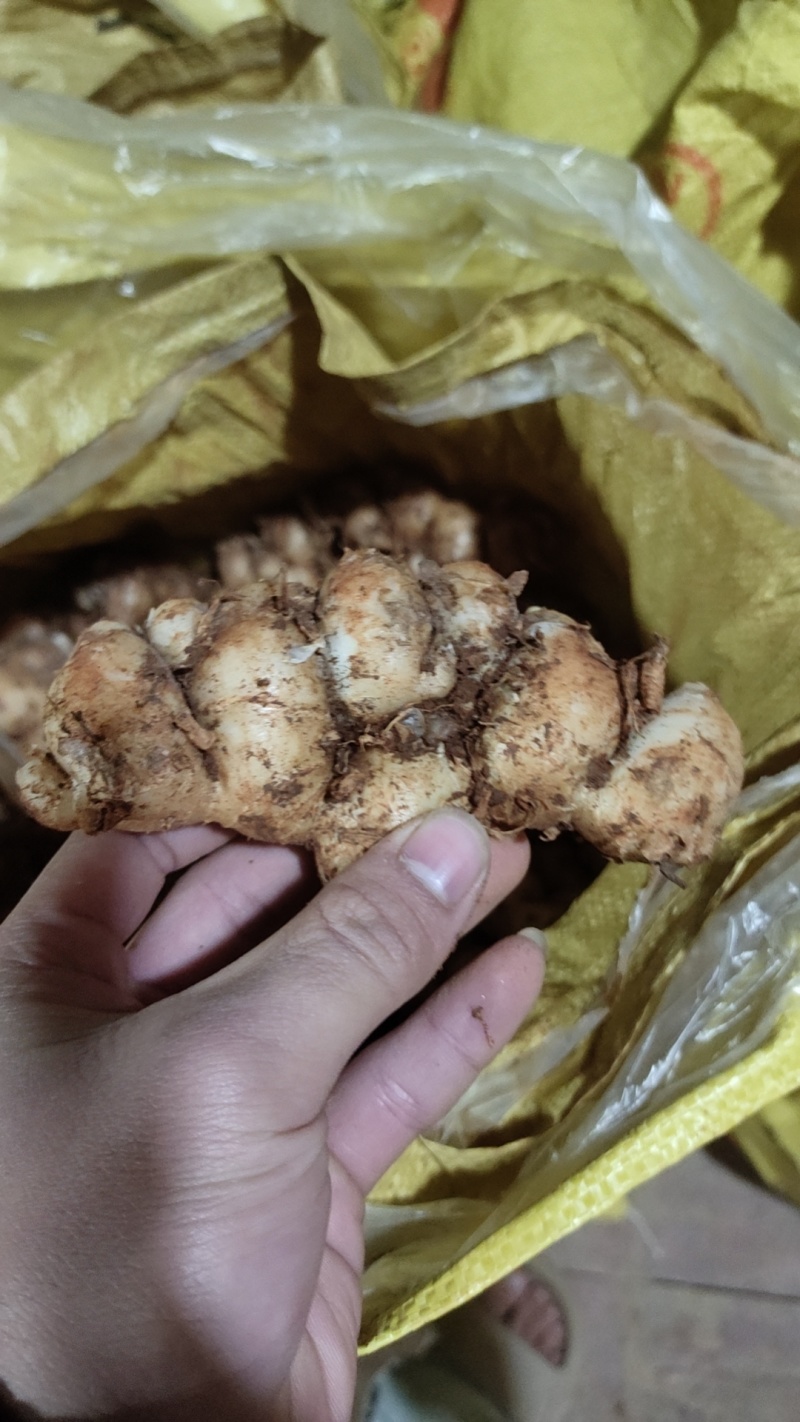 阳春沙姜
