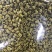 霍山米斛林下仿野生种植石斛林下种植米斛药材