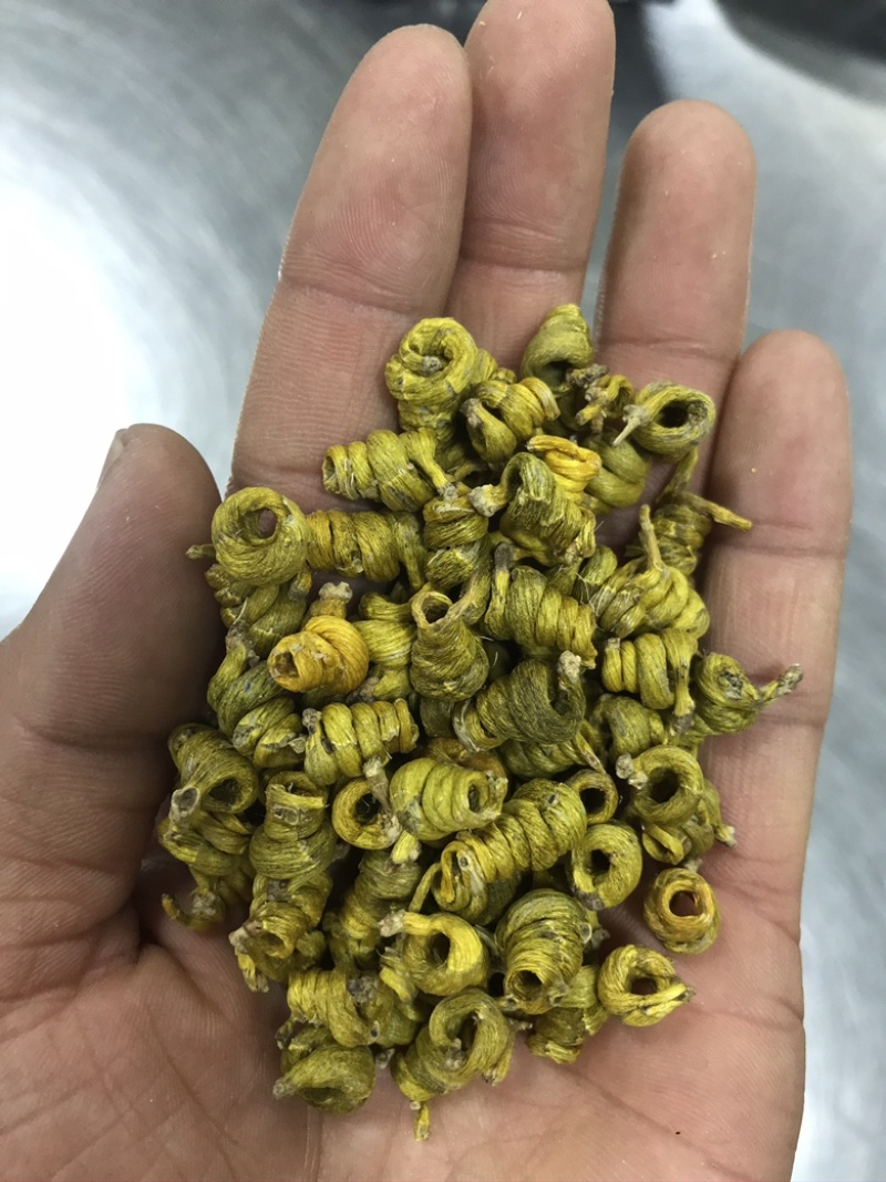 霍山米斛林下仿野生种植石斛林下种植米斛药材