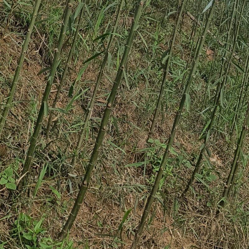 速生柳2.5公分至3公分