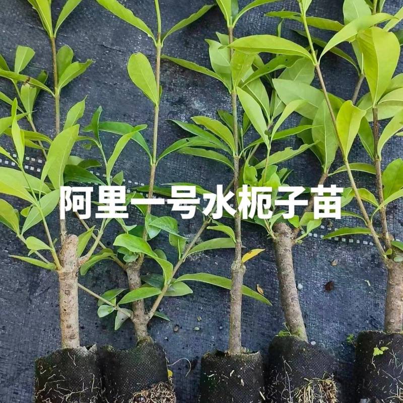 黄枙子，水栀子苗阿里一号优质水栀子杯苗可出圃了