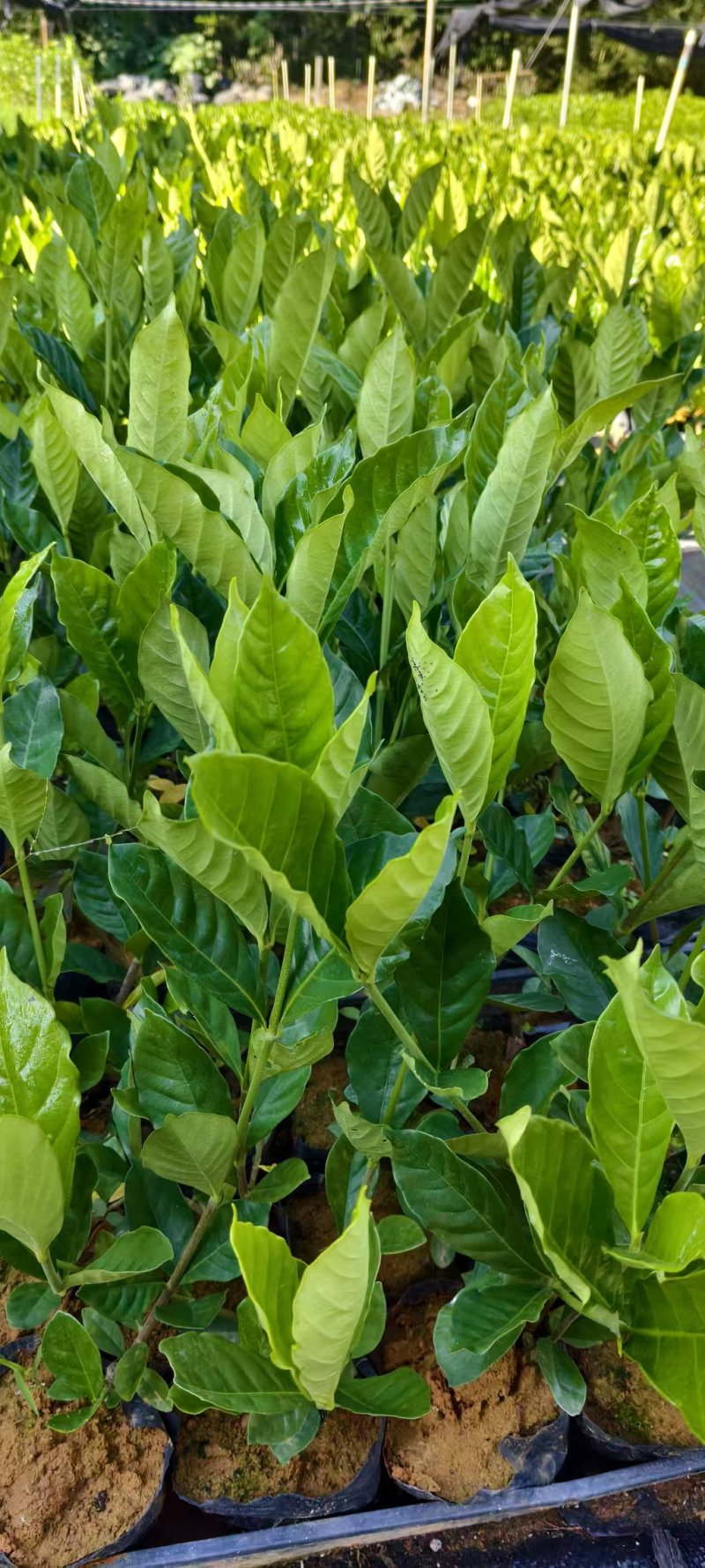 黄枙子，水栀子苗阿里一号优质水栀子杯苗可出圃了