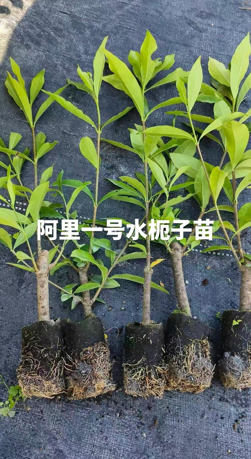 黄枙子，水栀子苗阿里一号优质水栀子杯苗可出圃了