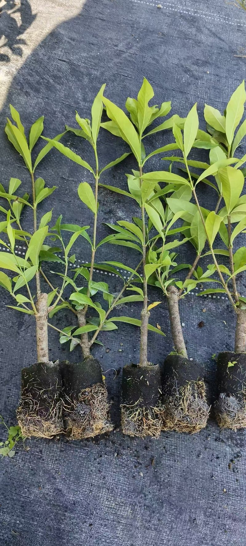 黄枙子，水栀子苗阿里一号优质水栀子杯苗可出圃了