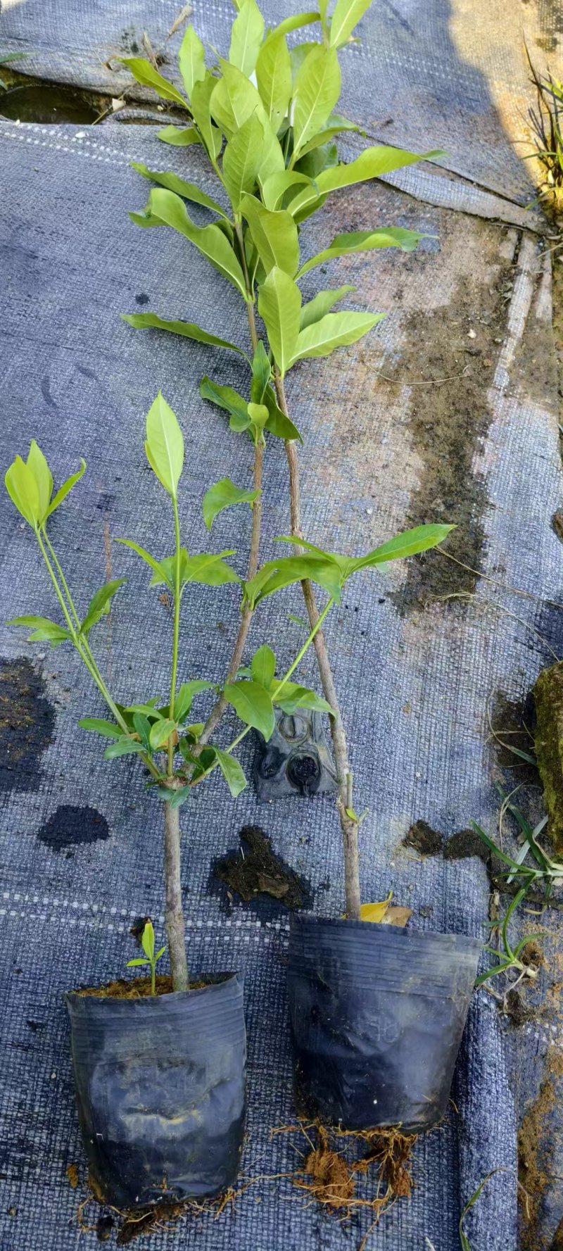 黄枙子，水栀子苗阿里一号优质水栀子杯苗可出圃了