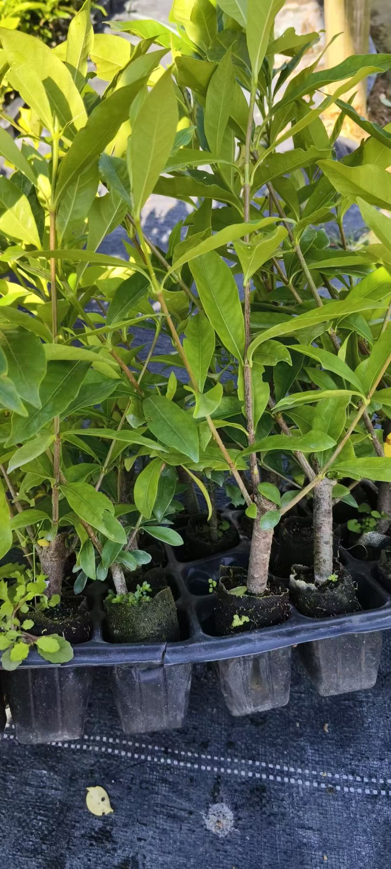 黄枙子，水栀子苗阿里一号优质水栀子杯苗可出圃了