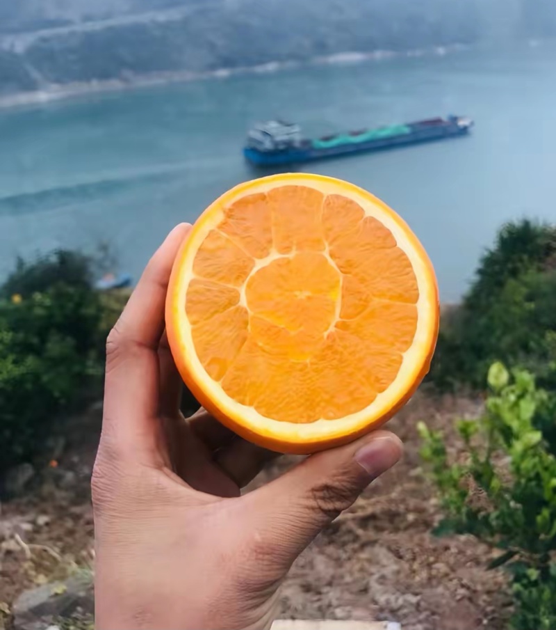 纽菏尔，园红，福本，各种脐橙，保质保量产地直发
