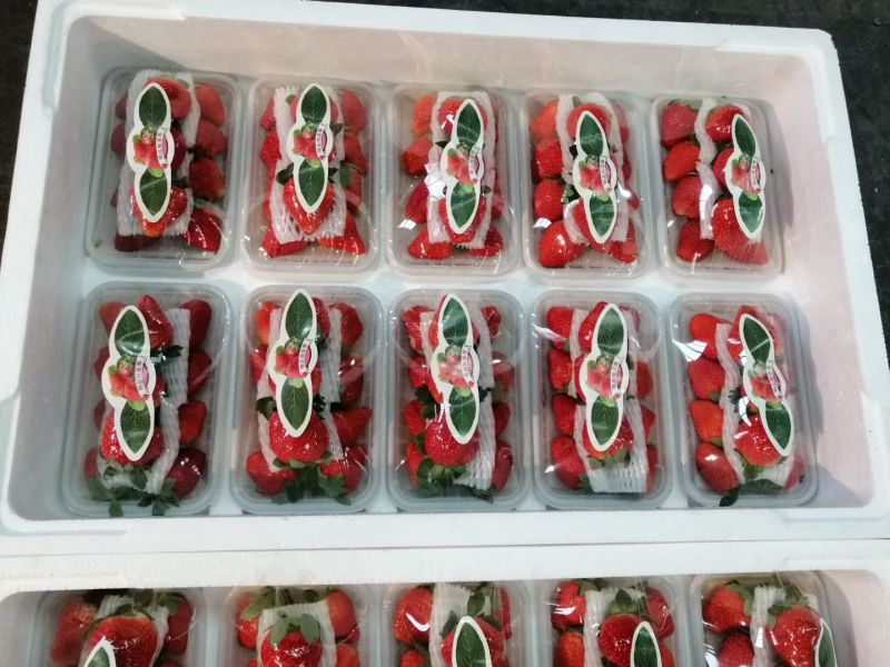 奶油草莓