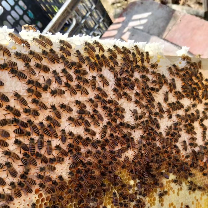 《万人合作商》推荐正宗杂花蜜百花蜜基地直发对接全国包邮
