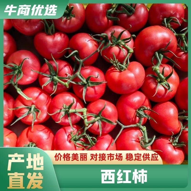 山东硬粉西红柿禹城西红柿货源充足提供一条龙服务