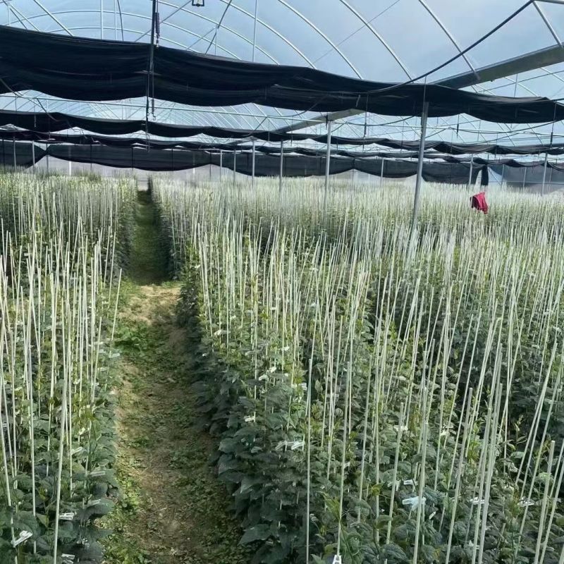 玻璃纤维杆，拱棚专用小拱棚支架蔬菜实心杆超硬防虫网拱杆玻