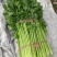 精品河南芹菜基地直发货源稳定可视频看货