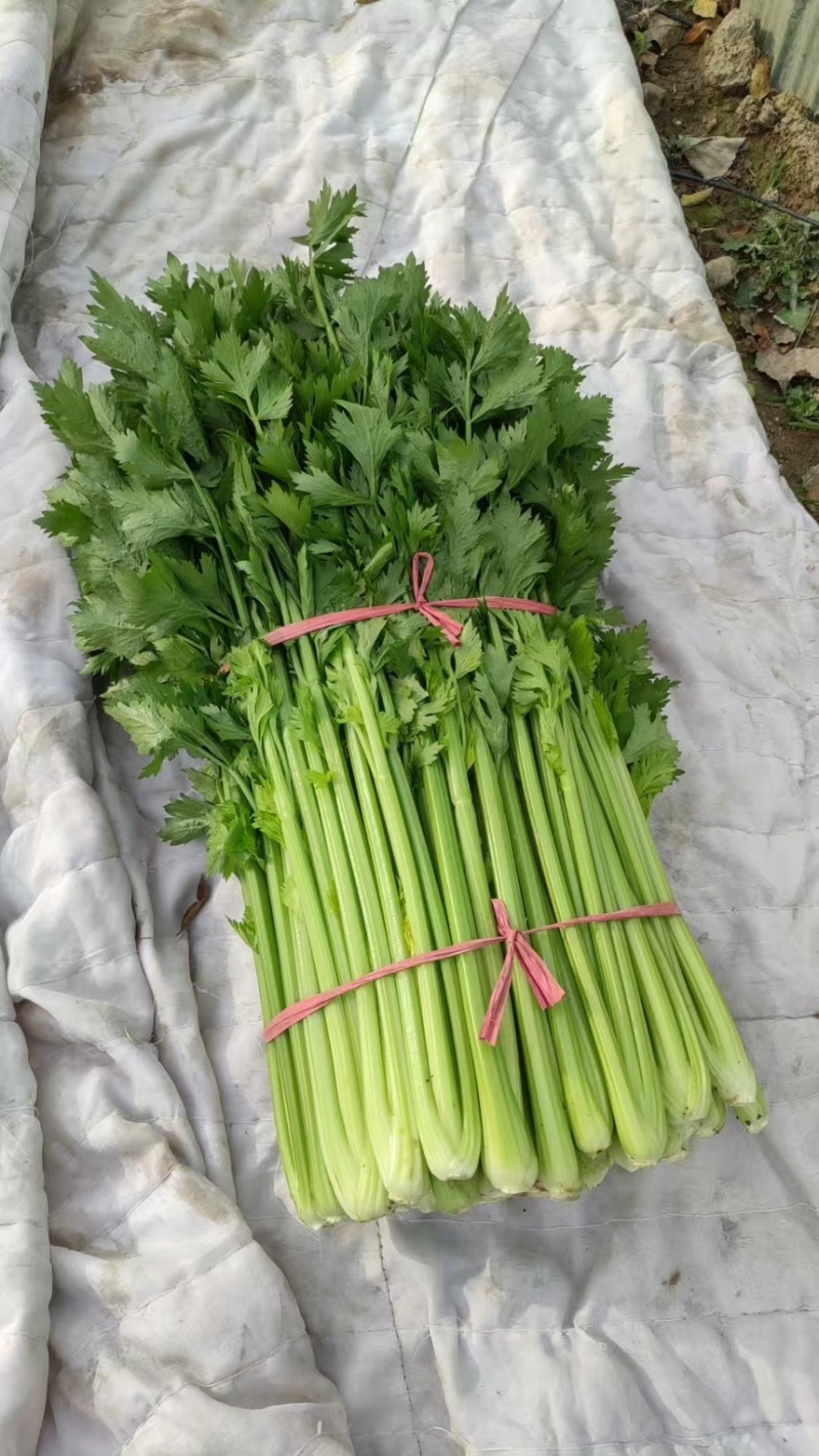 精品河南芹菜基地直发货源稳定可视频看货